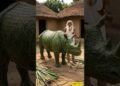 Old man make plam leaf rhinoceros #ai #aishorts #aivideo #art #rhinoceros #artist