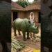 Old man make plam leaf rhinoceros #ai #aishorts #aivideo #art #rhinoceros #artist