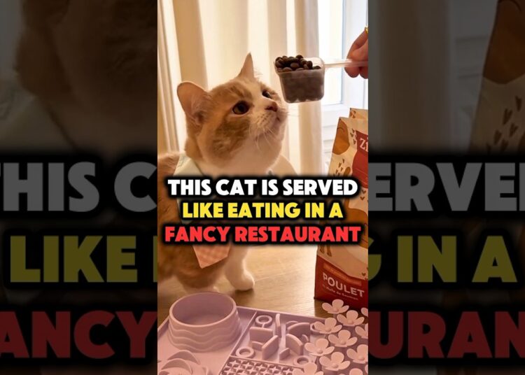 This Cat Eats Like Royalty at a Luxury Cat Restaurant #shorts