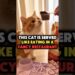 This Cat Eats Like Royalty at a Luxury Cat Restaurant #shorts