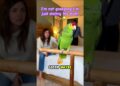 #shortvideo #parrot #funny #gossips 🦜✨😂March 12, 2026