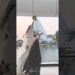 Dubai Royal Family: Why Daughters Are So Special? #shorts #shortsfeed