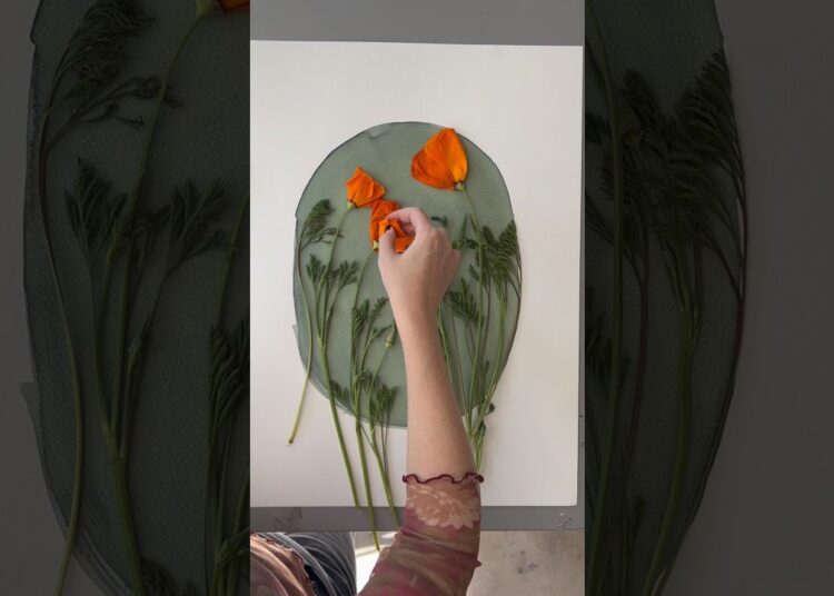 Cyanotype printing with California poppies #cyanotype #artprocess #photographyprocess #artist #art