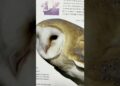 This Book is a Game Changer for Bird Artists