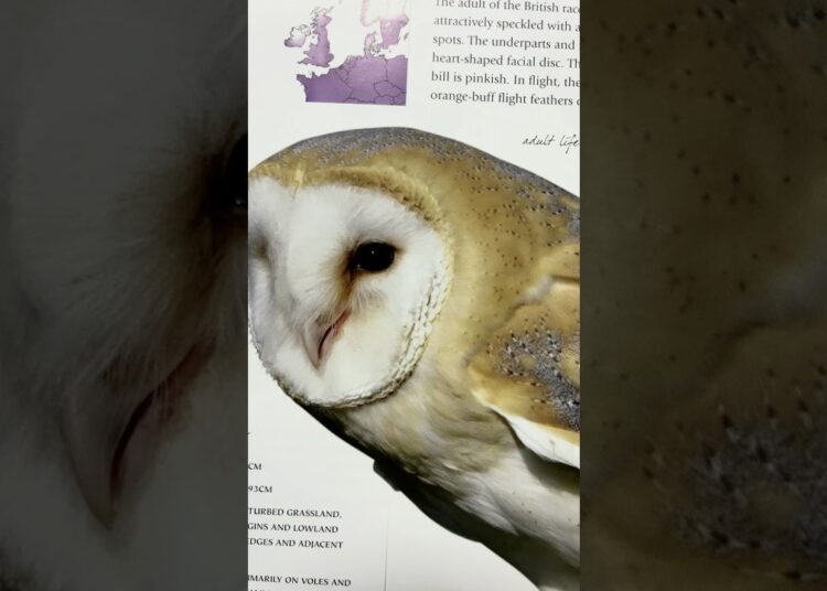 This Book is a Game Changer for Bird Artists