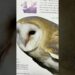 This Book is a Game Changer for Bird Artists