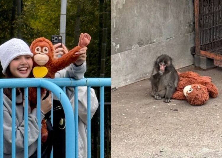 Blackpink’s Lisa meets Punch, the viral lonely monkey in Japan
