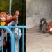 Blackpink’s Lisa meets Punch, the viral lonely monkey in Japan