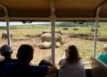 First southern white rhino calf of 2026 born at The Wilds safari park