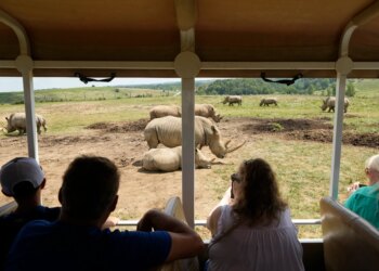 First southern white rhino calf of 2026 born at The Wilds safari park