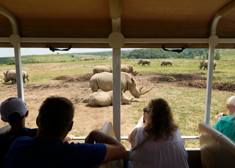 First southern white rhino calf of 2026 born at The Wilds safari park