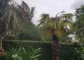 Freeze damage can mimic disease symptoms in palms | Entertainment/Life