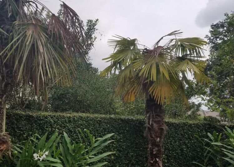 Freeze damage can mimic disease symptoms in palms | Entertainment/Life