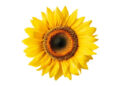 GABINJ Releases Remake New Song 'Sunflower' Today (3rd)