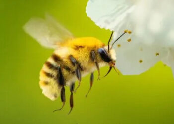 Humans ‘are the despicable creatures’