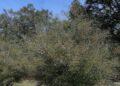 Is your citrus tree still alive — or just the rootstock? | Entertainment/Life