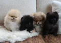 Kim Kardashian was met with a new wave of comments about her pups (Instagram/Kimkardashian)