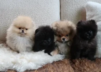 Kim Kardashian was met with a new wave of comments about her pups (Instagram/Kimkardashian)