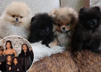 Kim Kardashian ignores PETA backlash by sharing photos of her kids' 4 new puppies