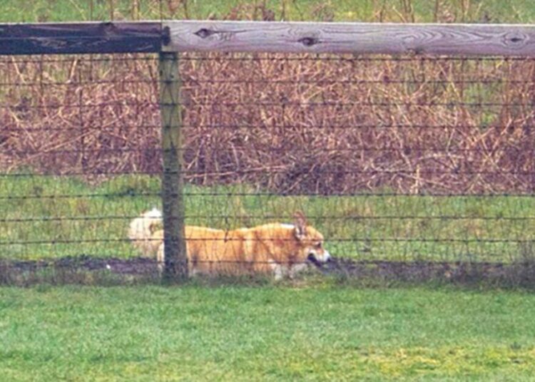 Late Queen's corgis seen in new photos near Andrew's home | Royal | News