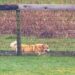 Late Queen's corgis seen in new photos near Andrew's home | Royal | News