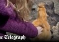 Meghan, Duchess of Sussex shares video of Lilibet chasing chickens