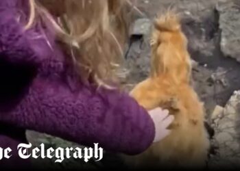 Meghan, Duchess of Sussex shares video of Lilibet chasing chickens