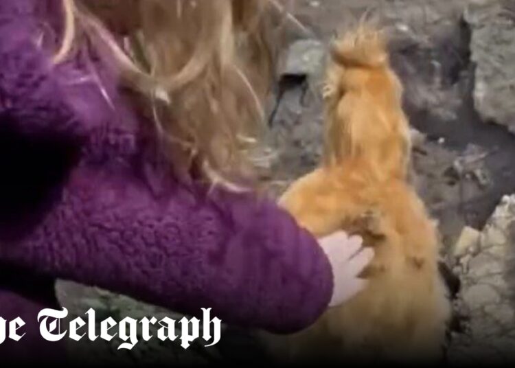 Meghan, Duchess of Sussex shares video of Lilibet chasing chickens