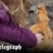Meghan, Duchess of Sussex shares video of Lilibet chasing chickens
