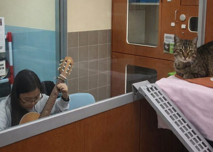 Musicians play for pets in new volunteer program at Arlington animal shelter
