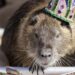 Neuty the nutria, Louisiana's celebrity swap rat, has cancer | News