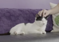 New Orleans now has its first cat cafe. See inside, pricing. | Entertainment/Life