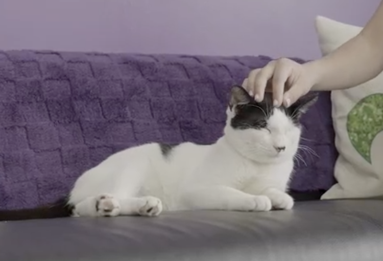 New Orleans now has its first cat cafe. See inside, pricing. | Entertainment/Life