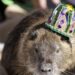New Orleans rat Neuty likely doesn’t have terminal cancer | Entertainment/Life