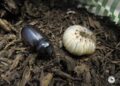 New contest invites Maui students to bring Coconut Rhinoceros Beetle awareness song to life : Maui Now