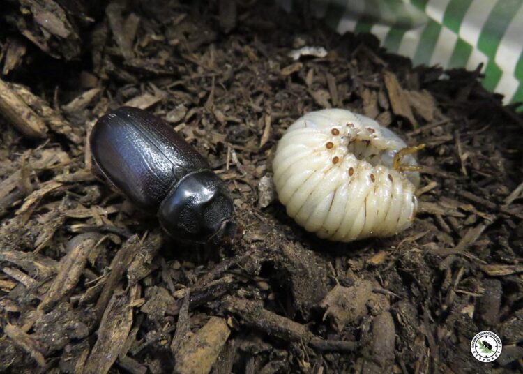New contest invites Maui students to bring Coconut Rhinoceros Beetle awareness song to life : Maui Now