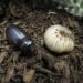 New contest invites Maui students to bring Coconut Rhinoceros Beetle awareness song to life : Maui Now