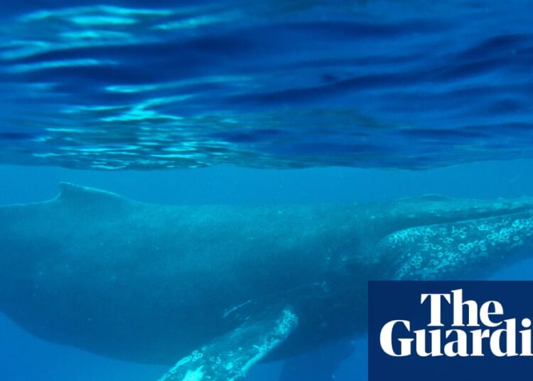 Oldest-known whale song recording provides new insight into ocean sounds | Whales