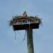 Roundup: Osprey, Politics, Entertainment …