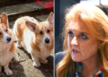 Sarah Ferguson has dismissed reports she’s cloning Queen Elizabeth’s corgis for a new reality TV show.