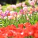 Spring has sprung: Ananda tulip festival starts March 28 | Entertainment