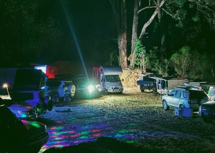 A group of cars circled on a forest floor.