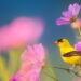 Easter Peaceful Hymns, Beautiful Relaxing Hymns, Peaceful Instrumental Music by Tim Janis