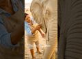 50-Year-Old Artist Creates Life-Size Sand Elephant #shorts
