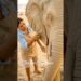 50-Year-Old Artist Creates Life-Size Sand Elephant #shorts