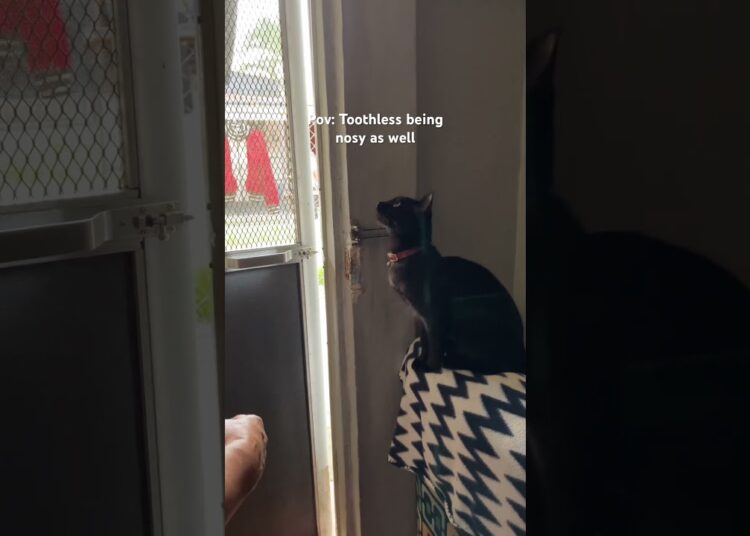 You have a cat that also gossips.