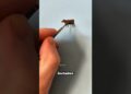 The Flying Cow Trick That Made Me Famous #art #artist #painting
