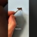 The Flying Cow Trick That Made Me Famous #art #artist #painting