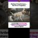Heartwarming Tribute: Artist Builds Sculpture for His Dog from Wood They Found Together 😭🐾 #dog #sad