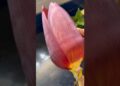 Banana flower ki sabji ##celebrity #podcast #trending #1millionviews #Nana Patekar #Saurabh Dwivedi￼